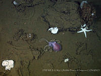 IFREMER-ICMyL-UNAM 0005 Benthoctopus sp..jpg