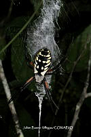JBV006 Argiope aurantia.JPG