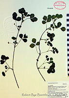 RBB0009 Medicago hispida.tif