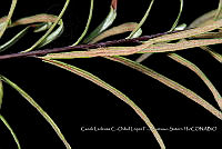 Zoqui 0125 Pityrogramma trifoliata.jpg