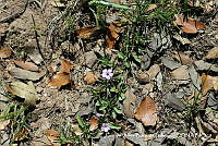 JJBC0195 Dyschoriste decumbens.JPG