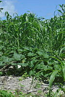 SG019 0242 Zea mays.jpg