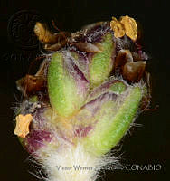 VWS091 Plantago tolucensis.jpg