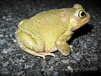 JLE0070 Scaphiopus couchii.jpg