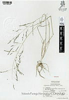 YPH1333 Eragrostis pectinacea.jpg