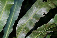 Zongo 0017 Campyloneurum sp..jpg