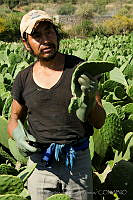 IMDOC0929 Opuntia sp..jpg