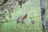LEMH081 Passerina ciris.JPG