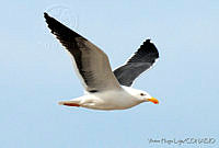 VHL0255 Larus livens.jpg