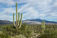 3R 00932 Carnegiea.jpg