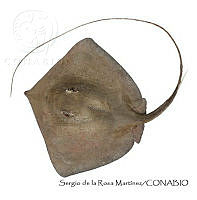 SRM0116 Dasyatis guttata.jpg