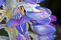 VWS076 Lupinus montanus.jpg