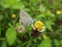 JCGM01085 Hemiargus ceraunus ssp. astenidas.jpg