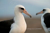 IDG Nat 0042 Phoebastria immutabilis.jpg