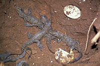 GC0021 Crocodylus acutus.jpg