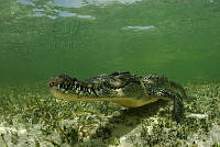 IDG0575 Crocodylus acutus.jpg