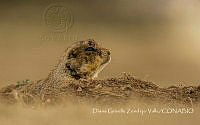 DGZV002 Cynomys sp..jpg