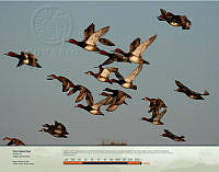 Pato Cabeza Roja.jpg