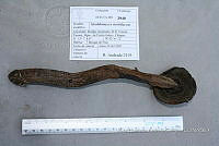 HC014 0094 Strobilomyces strobilaceus.jpg