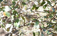 MGaves 2812 Vireo huttoni.jpg