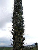 IRR 0031 Agave kerchovei.jpg