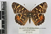 JF018 0440 Phyciodes militta thebais.jpg