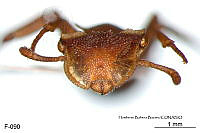 ME006 Hormi 0132 Cephalotes umbraculatus.jpg