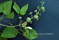 ME010 KV 01252 Amphilophium paniculatum.JPG