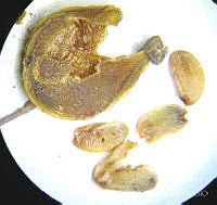 SL2730 Berberis trifolia.jpg