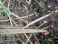 UM001 0061 Rhizophora mangle.jpg