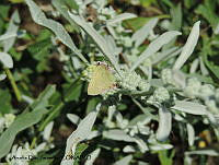 ADJ0295 Cyanophrys longula.jpg
