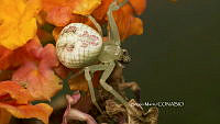 SM0241 Runcinia grammica.jpg