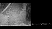 FJBL0141 Leopardus wiedii.jpg
