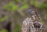 ZAPF0382 Ctenosaura pectinata.jpg