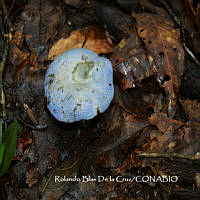 MN6PyH0095 Lactarius indigo.jpg