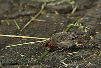 MGaves 1542 Haemorhous mexicanus.jpg