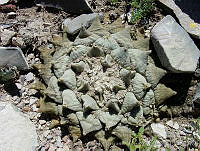 CGVM0458 Ariocarpus retusus ssp. retusus.jpg