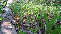 UM002 S0052 Avicennia germinans.jpg