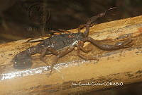 JCC0156 Centruroides gracilis.JPG
