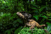 MN6F0060 Corytophanes hernandesii.jpg