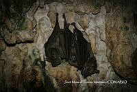 MN6NySH0009 Artibeus jamaicensis.jpg