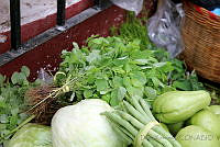 DK2415 Porophyllum macrocephalum.jpg