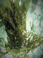 RRR0125 Dictyopteris undulata.JPG