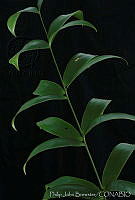 PJB0028 Ceratozamia hildae.jpg