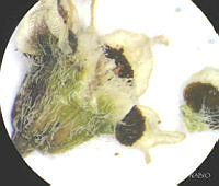 SL1515 Euphorbia sphaerorhiza.jpg