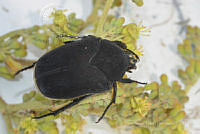 VHHT067 Cotinis mutabilis.jpg