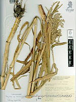 YPH4129 Zea mays ssp. mexicana.jpg