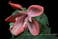 Atleq 0352 Hibiscus sp..jpg