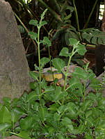 RBB0284 Plectranthus amboinicus.jpg
