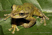 ECA0116 Charadrahyla taeniopus.jpg